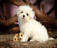 Cute Dog Live Wallpaper screenshot 2