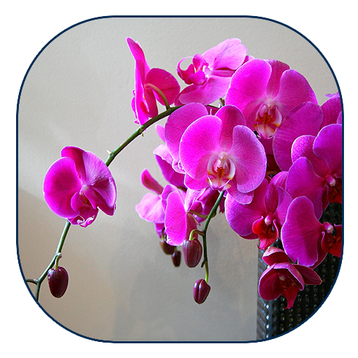 Orchid Live Wallpaper