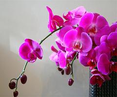 Orchid Live Wallpaper poster