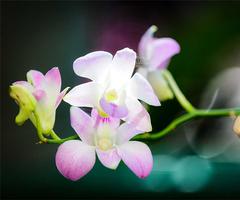 Orchid Live Wallpaper screenshot 1