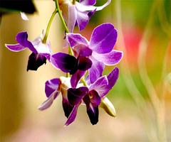 Orchid Live Wallpaper screenshot 3