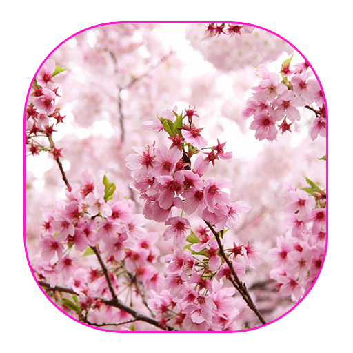 Sakura Live Wallpaper