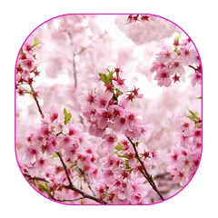 hermosas flores de cerezo