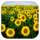 Sunflower Live Wallpaper icône