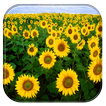 Sunflower Live Wallpaper