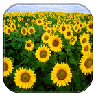 Sunflower Live Wallpaper-icoon