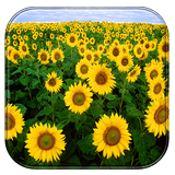 Sunflower Live Wallpaper-icoon