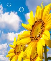 3 Schermata Sunflower Live Wallpaper