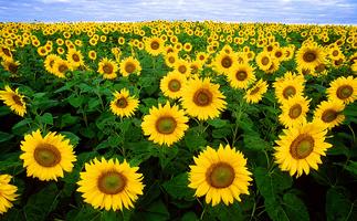 Sunflower Live Wallpaper 海報