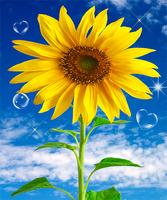 2 Schermata Sunflower Live Wallpaper