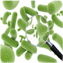 Medizinische Mikrobiologie APK