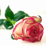 ”Mesaje de dragoste