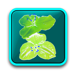 Garden: Flowers free