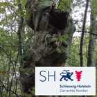 Altbäume Schleswig-Holstein icono