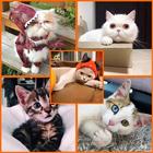 Cat Funny Pictures icon