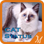 Funny Cat Status Pictures