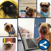 Funny Cute Dog Pictures icon