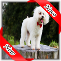 Poodle