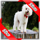 Poodle icono