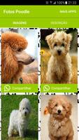 Poodle poster