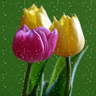 Tulips Snowfall Live Wallpaper icône