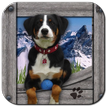 Appenzeller Hunde