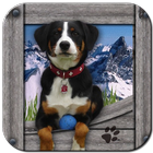 Appenzeller Hunde 아이콘