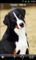 Appenzeller Hunde 截图 3