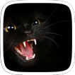 Black Mad Cat