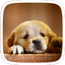 El tema lindo del perro APK