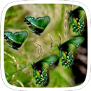 Tema verde de la mariposa APK