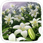 Lily Flower Theme-icoon