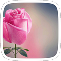 Pink rose DIY