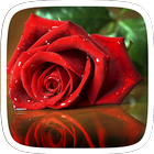 Rose Lover Theme simgesi