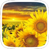 Sunflower Theme APK