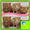 Find Hidden Kitten Differences