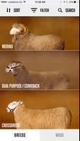 Sheep Breed Compendium by AWEX plakat