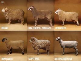 Sheep Breeds Affiche