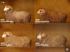 Sheep Breeds اسکرین شاٹ 1