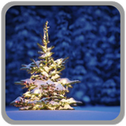 Christmas bright tree LWP icône