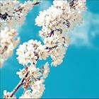 Galaxy sakura live wallpaper icono