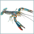 Crayfish