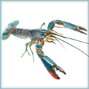 Crayfish APK