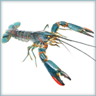 Crayfish icon