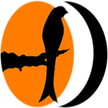 Drongo - Namoro & Amizade