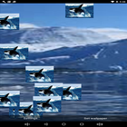 killer whales live wallpaper-icoon