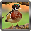 Duck Hunting Calls APK