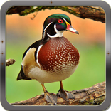 Утиная охота звонки