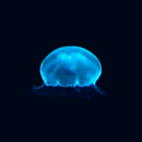 JellyFish(Free)-APK