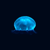 JellyFish(Free) icône